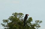 Crowned hornbill (Tockus alboterminatus) in treetop