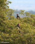 Crowned hornbill in treetop