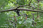 Red-tailed monkey (Cercopithecus ascanius) with red tail visible
