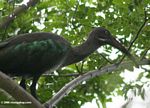 Hadeda ibis (Bostrychia hagedash) in a tree