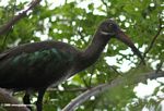 Hadida ibis in a tree