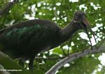 Hadada ibis getting fiesty in a tree