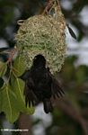 Vieillot's black weaver nesting