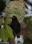 Vieillot's black weaver working on a nest