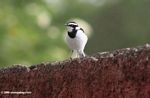 African pied wagtail, Motacilla aguimp (black and white bird with a long tail)