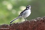 African pied wagtail perched on a wall