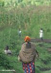 Ugandan Woman walking with a backhoe