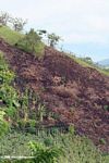 Hillside clearing for agriculture