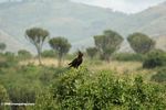 Long-crested Eagle, Lophaetus occipitalis, atop a bush
