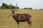 Male waterbuck (Kobus ellipsiprymnus), an antelope found in Western, Central Africa, East Africa and Southern Africa.