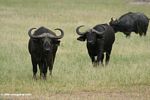 Cape buffalo approach on the savanna