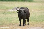 Male African cape buffalo (Syncerus caffer)