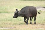 Male cape buffalo with head raised