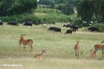 African cape buffalo, egrets, and Uganda kob together on the savanna