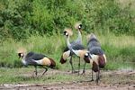 Grey crowned cranes near a savanna waterhole