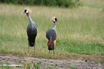 Pair of African crowned cranes