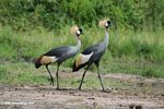 Pair of African crowned cranes (Balearica regulorum)