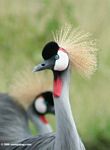Blue-eyed grey crowned crane