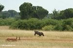 Because of its short neck, the warthog must get down on its knees to feed on savanna grass and herbs