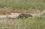 Mongoose making its way through the savanna grass