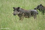 Warthog in savanna grass
