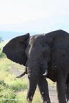 African elephant (Loxodonta africana) blocking the road