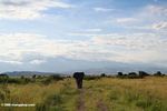 African elephant with Rwenzori mountain range as a backdrop