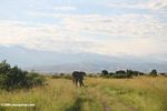Elephant on the Ugandan savanna with the Rwenzori mountains in the background