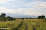 Elephant walking on a safari road with the Rwenzoris in the background
