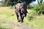 Mock charging African elephant