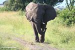 Charging African elephant