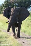 African elephant charging us