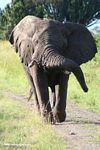 African elephant charging toward us