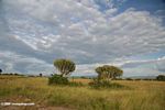 Euphorbia trees on the savanna