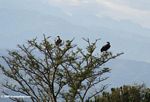 African White-backed Vulture (Gyps africanus) and Lappet-faced Vulture (Torgos tracheliotus) perched in a tree
