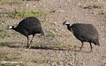 Pair of Helmeted guinea fowl walking on a dirt road