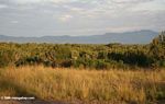 Euphorbia forest in Uganda