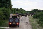Tourist photographing elephants crossing a road in Uganda