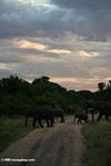 Elephants at sunrise