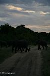 Elephants at daybreak