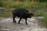 Cape buffalo in the early morning