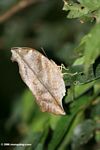 Leaf-mimicking butterfly
