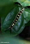 Black caterpillar with red and yellow bands, resting on a green leaf