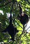 Juvenile wild chimps in the canopy