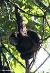Young wild chimpanzee in the rainforest canopy