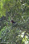 Young wild chimp in the forest canopy
