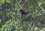 Young wild chimp in the rainforest canopy