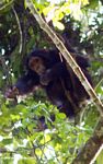 Chimp in the tropical rainforest canopy