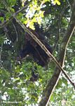 Wild chimp climbing in the canopy