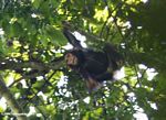 Wild chimpanzee in the canopy